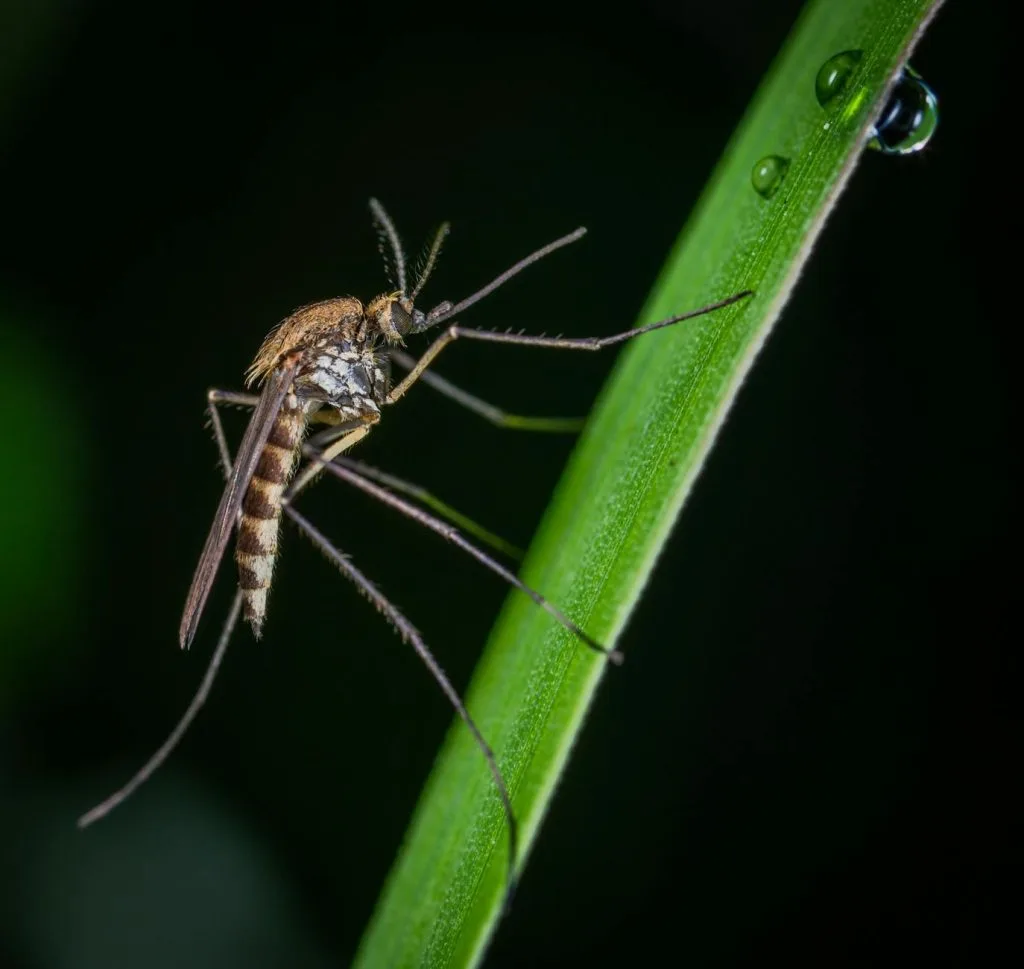 Mosquito treatment set for Wednesday for several West Hills communities